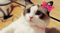 一日撸猫终身难戒 世界十大品种最名贵的猫