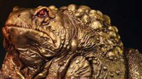 《巫师3》黄金版蟾蜍王子雕像4680元 全球限量250个