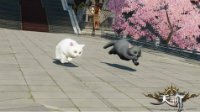 一起来吸猫！《天谕》新坐骑闪亮登场