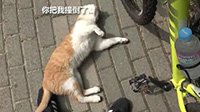 轻松一刻：社会我猫哥 碰瓷话不多