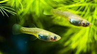 这要在国内早被吃濒危了 全球十大最恶劣的入侵生物