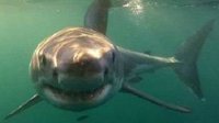 在河里还能遇到鲨鱼 亚马逊河10大致命危险动物