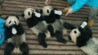IMAX纪录片《熊猫们》预告 老外吸熊猫停不下来