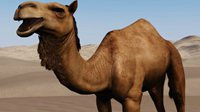 《骑马与砍杀2：领主》开发日志 新增坐骑骆驼