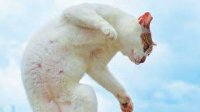 当猫咪打起太极 日本摄影师拍摄喵星人的猫拳