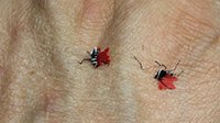 日本达人制作1：1蚊子纸模：以假乱真 拍死还有血