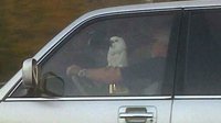 轻松一刻：这位先生，开车时间不允许玩你的宠物鹦鹉