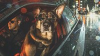 温哥华警局为警犬拍摄写真 帅气型犬威武霸气