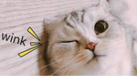 萌到融化人心折耳猫 让人无法自持的喵界美人hana