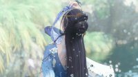 百态江湖《逆水寒》NPC三清山奇遇事件-酒婆婆