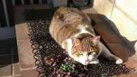 为了不让猫主子占领键盘 这位11区小哥想了个绝招