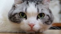 这只猫在网络上有40万粉丝 只因为耳朵长的有特色