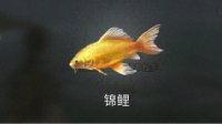 《明日之后》钓锦鲤方法