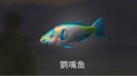《明日之后》鱼图鉴