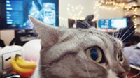 游民网友晒打游戏环境第二期 各家的猫主子太抢镜啦