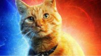 惊奇队长的橘猫大火 被网友恶搞做成表情包
