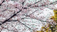 网友分享高清樱花壁纸 粉白的樱花如初春少女