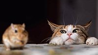 猫送死老鼠当房租 推特网友分享“动物的报恩”
