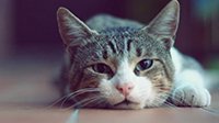 研究表明猫能分辨自己的名字 没反应只是对你没兴趣