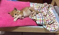 今日快乐源泉：一只橘猫出生10个月有什么变化