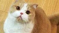 腾讯回应实习生虐猫：非常重视 如核实将终止其工作