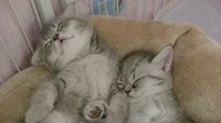 圈子才是主体：失而复得的猫和与SE联动的怡宝