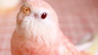 岛国网友的粉红色鹦鹉 梦幻颜值堪称鹦鹉界的桥本环奈