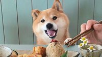 日本柴犬因看美食爆火 网友：求求你给它吃一口吧