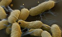 视频|恶魔部队731：细菌战的前世今生