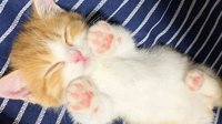 日本小奶猫因睡姿走红网络 粉红色爪子露出太治愈