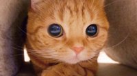 充满诱惑的橘色 猫中的萌界之王一个眼神让人沦陷
