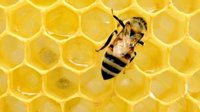 蜜蜂灭绝后人类只能活四年？人类为何如此需要蜜蜂
