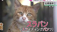 收编神奇“队猫” 日本高中最烂棒球队也能进甲子园