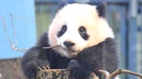 盘点旅居海外的64只大熊猫：日本最多美国第二