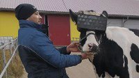 俄罗斯农民为提高牛奶产量试新招：给奶牛戴VR头显