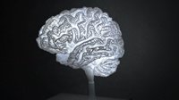 网友把自己的“大脑”3D打印出来 做成了一盏台灯