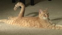 猫果然是液体？看看这些被玩坏的喵星人们