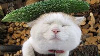 日本网红猫咪“猫叔”去世 距18岁生日仅差6天