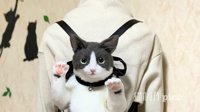 日本设计师制作仿真猫背包 以假乱真到让人想报警