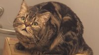 喵星人惊讶脸走红网络 因为主人偷吃了它的猫粮