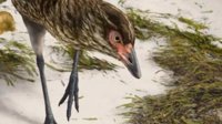 科学家发现最古老的现代鸟类化石：“神奇鸡”