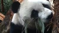 大熊猫用上面部识别技术 网友：终于能分清了