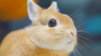 娇小可爱的毛绒萌兔 日本超萌彼得兔Q弹可爱
