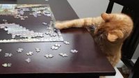 如果你有一只猫 你就永远玩不了拼图