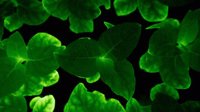 科学家创造出可发光的植物 《阿凡达》场景成真