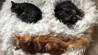 今日快乐源泉：三只猫咪睡成鬼脸 这个早晨有点吓人