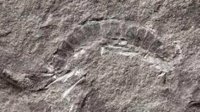 距今4.25亿年！科学家发现世界上最古老的虫子