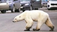 西伯利亚遇史上最热6月：北极熊进城觅食
