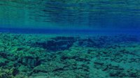 科学家在海洋深处发现“超黑鱼” 能吸收99.5%的光