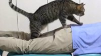 日本猫咪按摩院 “喵技师”看心情为客人服务